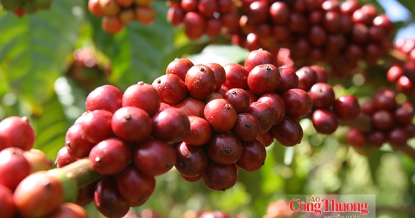 Xuất khẩu cà phê Việt Nam đạt 6 tỷ USD, lượng tăng nhưng giá giảm