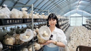 Đa dạng khởi nghiệp trong lĩnh vực nông nghiệp với cây nấm dược liệu
