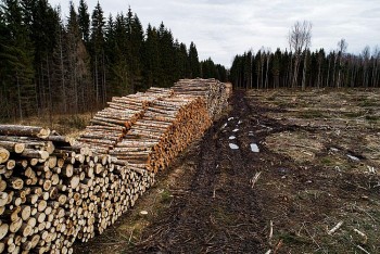 Cây rừng châu Âu bị vạ lây bởi khủng hoảng năng lượng