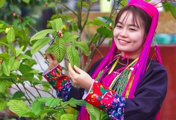 Trà hoa vàng: Cây “đổi đời” của người dân Ba Chẽ