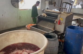 Quảng Ninh: Phát hiện cơ sở chế biến 12 tấn lòng đang phân hủy