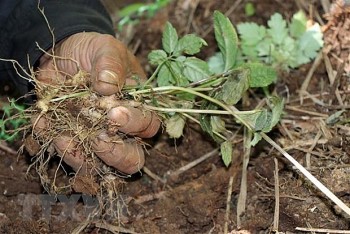 Thu hồi giấy xác nhận trồng sâm Ngọc Linh không chính xác