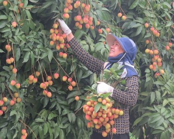 Tỉnh Hải Dương: Đề xuất hỗ trợ triển khai nhiều hoạt động xúc tiến thương mại