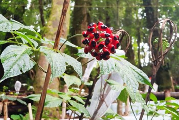 Bài 1: Hành trình từ cây bản địa đến dòng sâm quý Việt Nam