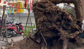TP. Hồ Chí Minh: Cây xanh trong trường học bật gốc, nhiều học sinh, phụ huynh bị thương