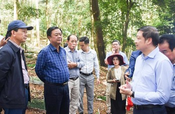 Kon Tum: Yêu cầu tăng cường công tác bảo vệ thương hiệu sâm Ngọc Linh