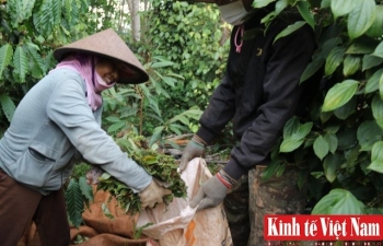 Giá tiêu hôm nay 3/2/2024: Ngày thứ 3 đứng giá, cao nhất 83.500 đồng/kg