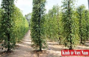 Giá tiêu hôm nay 6/3/2024: Đồng loạt chững lại, cao nhất 96.000 đồng/kg