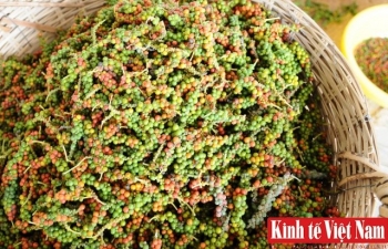 Giá tiêu hôm nay 9/3/2024: Bà Rịa - Vũng tàu tăng 1.000 đồng/kg bất chấp đà giảm thị trường