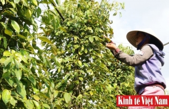 Giá tiêu hôm nay 7/1/2024: Tiếp tục đứng giá, cao nhất 83.000 đồng/kg