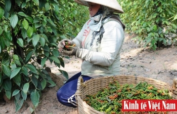 Giá tiêu hôm nay 17/4/2024: Bà Rịa - Vũng Tàu, Bình Phước tăng mạnh trở lại