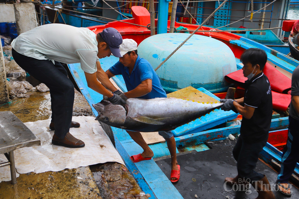 Ngư dân Khánh Hòa đồng lòng nỗ lực gỡ 'thẻ vàng' IUU