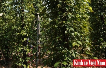 Giá tiêu hôm nay 23/12/2023: Giảm mạnh về ngưỡng thấp nhất 78.500 đồng/kg