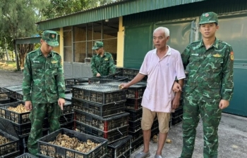 Quảng Ninh: Thu giữ gần 18.000 con gà giống nhập lậu