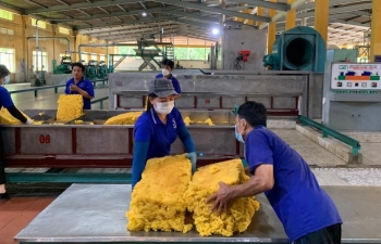 Giá cao su hôm nay 13/10/2023: Giá cao su tăng theo giá dầu