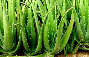 Tác dụng tuyệt vời của nha đam trong chăm sóc sắc đẹp