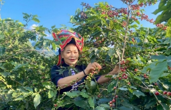 Chuẩn bị sẵn sàng cho Lễ hội Cà phê Sơn La lần thứ nhất 2023
