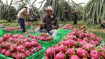 Quảng bá thanh long Bình Thuận tại thị trường trọng điểm