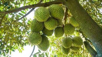 Giá sầu riêng hôm nay ngày 3/11/2023: Sầu riêng 