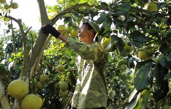 Bắc Giang: Tăng cường xúc tiến thương mại, tìm đầu ra cho trái cây có múi