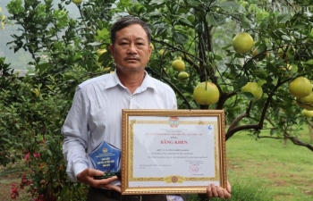 Về nơi đầu tiên ở Hòa Bình xuất khẩu bưởi Diễn sang trời Âu