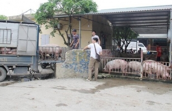 Giá heo hơi liên tục chạm đáy, người nuôi lo thất thu vụ Tết