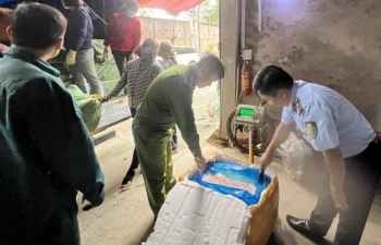 Yên Bái: Thu giữ 10 tấn nầm lợn không rõ nguồn gốc xuất xứ