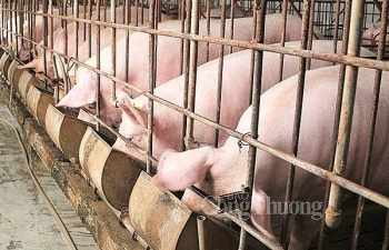 Công nghiệp hóa sản xuất thức ăn chăn nuôi đáp ứng tối thiểu 70% tổng nhu cầu