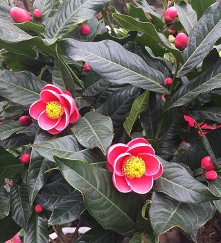 Hoa hải đường: Loài hoa ý nghĩa trong ngày Tết của người dân Việt