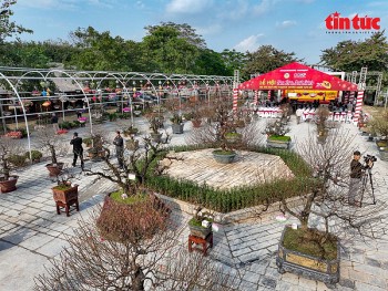 Hà Nội: Lần đầu tổ chức Hội thi hoa đào truyền thống