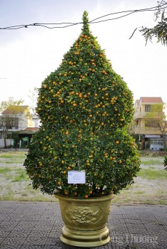 Chiêm ngưỡng những cây quật thế độc đáo tại “thủ phủ” quật miền Trung