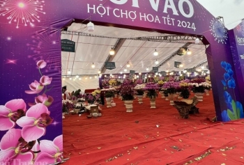 Thị trường hoa lan Tết:  Hoa đẹp rực rỡ nhưng vắng khách mua