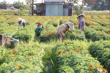 Bình Dương: Cánh đồng hoa Tân Ba sẵn sàng phục vụ thị trường Tết