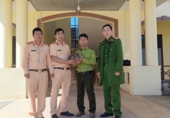 Lâm Đồng: Bàn giao 1 cá thể Tê tê cho Kiểm lâm chăm sóc, thả về môi trường tự nhiên