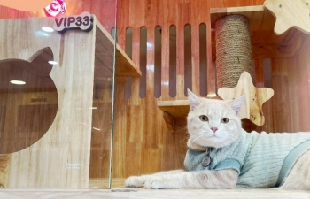 Các cửa hàng nhận nuôi thú cưng bội thu dịp Tết Nguyên đán