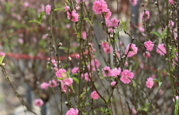 Nắng ấm, hoa đào nở bung... người bán lo 