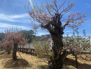 Lâm Đồng: Mãn nhãn ngắm nhìn hơn 260 