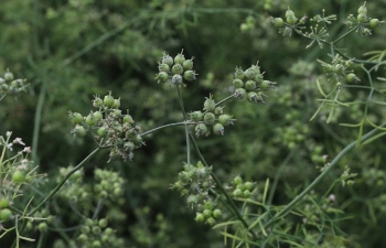 Gợi nhớ hương mùi già chiều 30 Tết