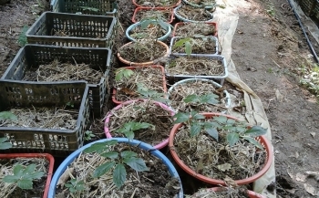 Kon Tum: Trộm đột nhập nhà vườn tại 4 xã, 