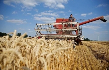 Giá dầu thô hồi phục, giá lúa mì nối dài đà giảm