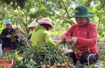 Bà Rịa – Vũng Tàu: Đẩy mạnh phát triển kinh tế tập thể, hợp tác xã
