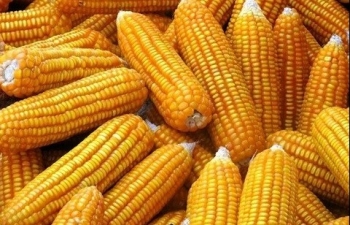 Giá ngô quay đầu hồi phục, giá dầu chịu sức ép