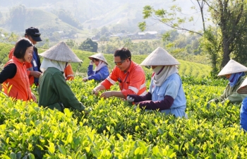 Nâng cao chất lượng, gia tăng giá trị và sức cạnh tranh của chè Thái Nguyên