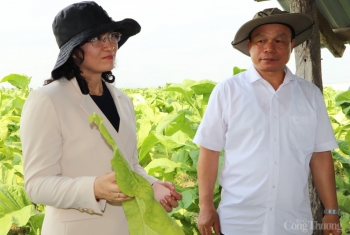 Ðầu tư phát triển bền vững vùng nguyên liệu thuốc lá tại Gia Lai