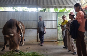 Thanh Hóa: Bò đột biến 6 chân, 2 đuôi, khách du lịch trả giá 5 tỷ đồng