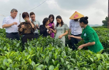 Hợp tác xã làm du lịch ở xứ “đệ nhất danh trà”