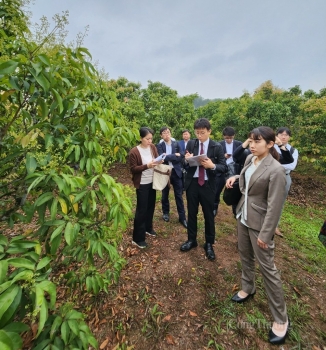 Bắc Giang: Sản lượng vải thiều có nguy cơ giảm 50%