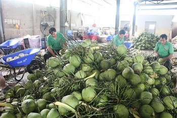 Giá nông sản hôm nay ngày 4/5: Giá dừa biến động như giá vàng, giá sầu riêng đứng ở mức thấp