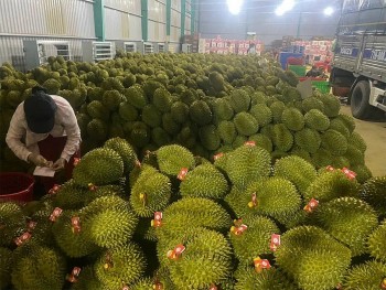 Giá nông sản hôm nay ngày 10/5: Sầu riêng chấm dứt đà giảm; giá sấu non đầu mùa tăng cao