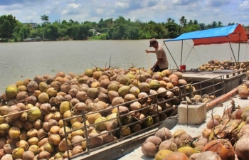 Tìm kiếm đối tác, đẩy mạnh xuất khẩu sản phẩm dừa Việt Nam sang Philippines